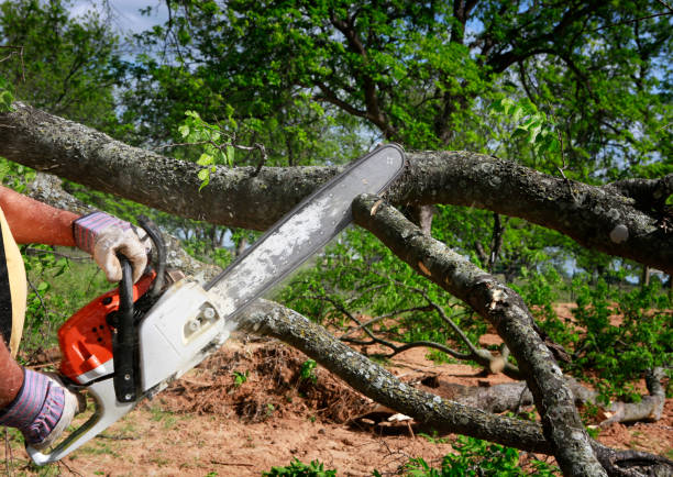 Dead Tree Removal in Towanda, KS